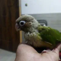 جوجه کرینچگ