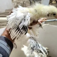 جوجه مرغ برهما،کوشین،گردن‌لخت از مولدهای خالص