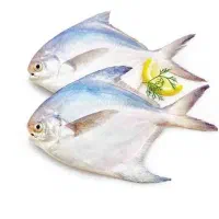 حلوای سفید ویژه شاهزاده ها