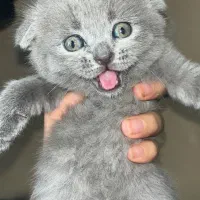 گربه اصیل اسکاتیش فولد بریتیش بلو|گربه|شیراز, جانبازان|دیوار