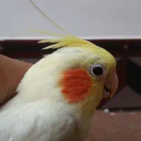 عروس هلندی