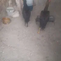 خروس لاری اصیل