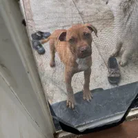 سگ پیتبول|سگ|ماهدشت, |دیوار