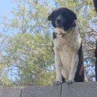 سگ  معاوضه با