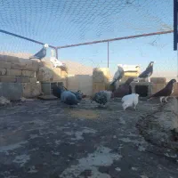 کبوترگرفتنی