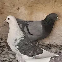 کبوتر پرشی|پرنده|پیر بکران, |دیوار