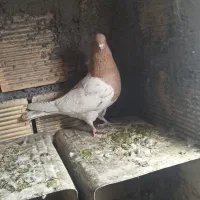 کبوتر|پرنده|باغ بهادران, |دیوار