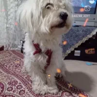 سگ شیتزو نر سفید