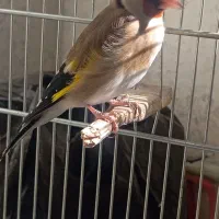 سهر جوجه قفس