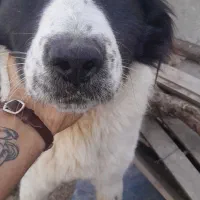 سگ،نژاد،خراسانی،آلابای