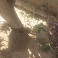 نهال انبه