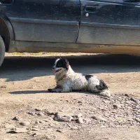 پاکوتاه خیلی خیلی حرف گوش‌کن‌