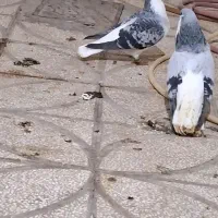 امری سبر(ساده سبز)