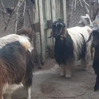 گوسفند|حیوانات مزرعه|کرمانشاه, |دیوار