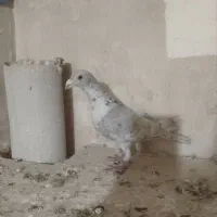 کبوتر صید|پرنده|تربت‌حیدریه, مسجد جامع|دیوار