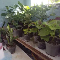 گلهای زیبا وسالم ۴۰هزار|گل و گیاه طبیعی|هشتگرد, فاز ۷ مهستان|دیوار