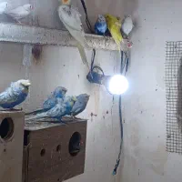 مرغ عشق پروانه ایی