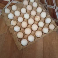 تخم مرغ نطفه دار