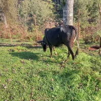 گاو محلی گوساله نر|حیوانات مزرعه|سیاهکل, |دیوار