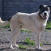 واگذاری سگ گله ای