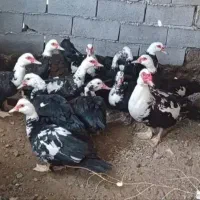 اردک اسرائیلی