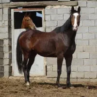 مادیان دوخون ۸ ساله مدارک کامل