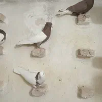 کبوتر|پرنده|جهرم, |دیوار