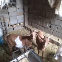 چپش و گیسه های عرب و الپاین فروشی در شهربابک|حیوانات مزرعه|سیرجان, |دیوار