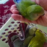 طوطی برزیلی