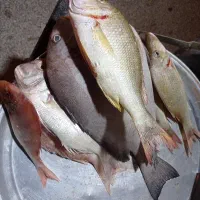 ماهی عمده با نازل ترین قیمت