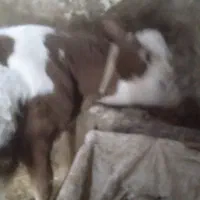 گاو و گوساله سیمیتال|حیوانات مزرعه|بروجرد, |دیوار