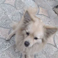 فروش سگ|سگ|رودان, |دیوار