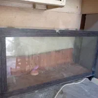 شیشه آکواریوم|ماهی|قروه, |دیوار