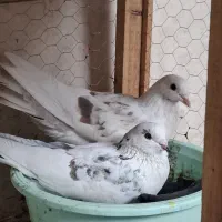 کبوتر تهرانی