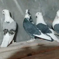 کبوتر بلژیکی