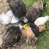 جوجه بوقلمون بزنز انگلیس محلی  وجوجه مرغ بشرط