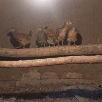 مرغ وبلدرچین و اردک محلی|حیوانات مزرعه|الوند, |دیوار