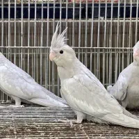 عروس هلندی سیلور بلک هد