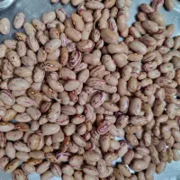 لوبیا چیتی درجه یک به شرط