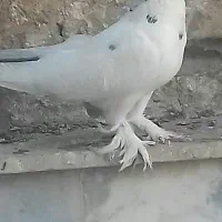 کبوتر پا پر