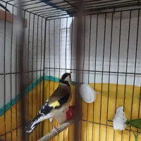 مرغ‌ عشق‌ سهره وفنچ‌ نرگسی