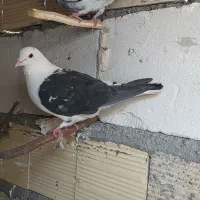 کبوتر. صیدپرشی