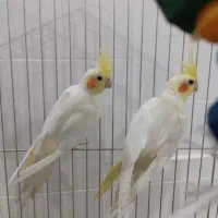 دوعدد عروس هلندی نروماده