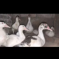 اوردک  خارجی