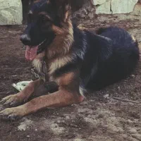 ژرمن شولاین مو کوتاه شیب دار ماده