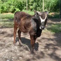 ورزاکوله چالوسی‌