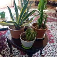 فروش 4گلدان گل