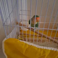 طوطی کوتوله نر بالغ