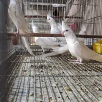 طوطی عروس هلندی البینو چشم قرمز|پرنده|کاشان, شهرک خاتم الانبیا (مسکن ملی کاشان)|دیوار