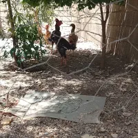 تخم لاری فروشی